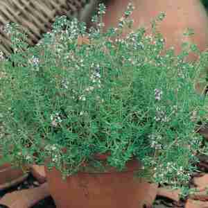 Thyme seeds