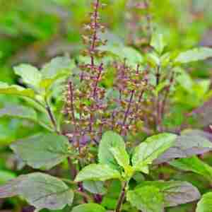 Tulsi Holy Basil