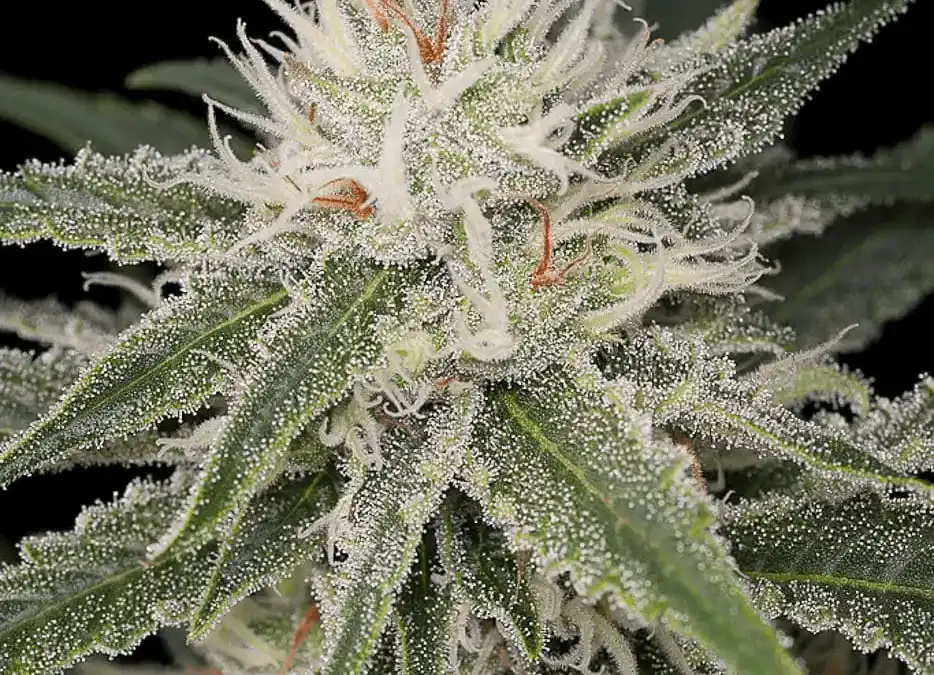 Australian Cannabis Seeds: The Philosophy and Practice of Seed Collecting