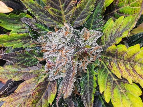 Auto Zkittlez Feminized Seeds photo review