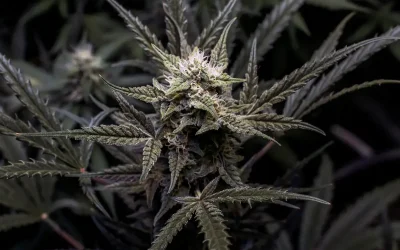 Zkittlez in Australia 2026: The Genetics, the Family, What’s Available