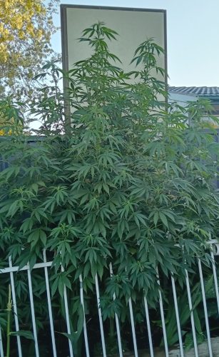 Moby Dick Feminized Seeds photo review