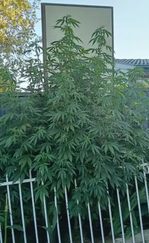 Moby Dick Feminized Seeds photo review