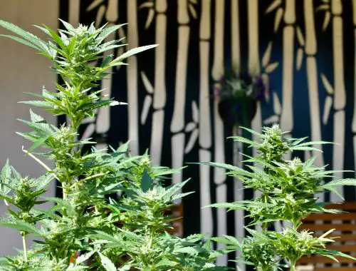 Auto Moby Dick Feminized Seeds photo review