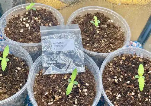Moby Dick Feminized Seeds photo review