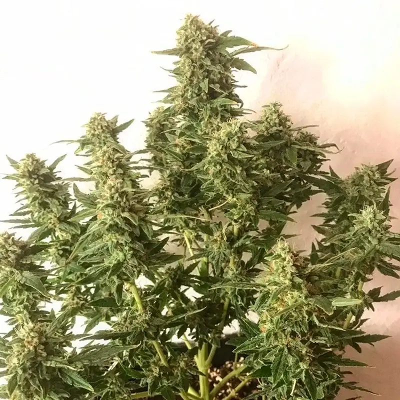 Auto Moby Dick cannabis plant ready to harvest, with fully matured buds and heavy trichome coverage.
