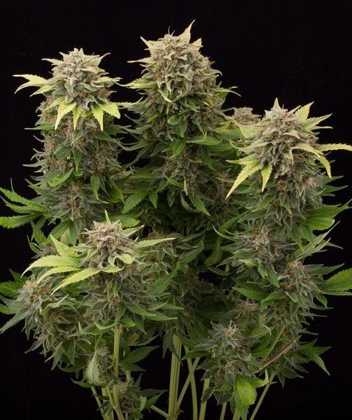 Harvest-ready Auto Moby Dick flowers displaying swollen calyxes, rich resin production, and late-flower maturity.