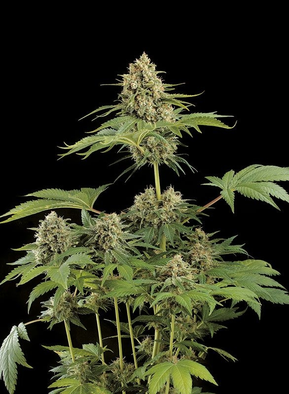 moby dick multiple buds