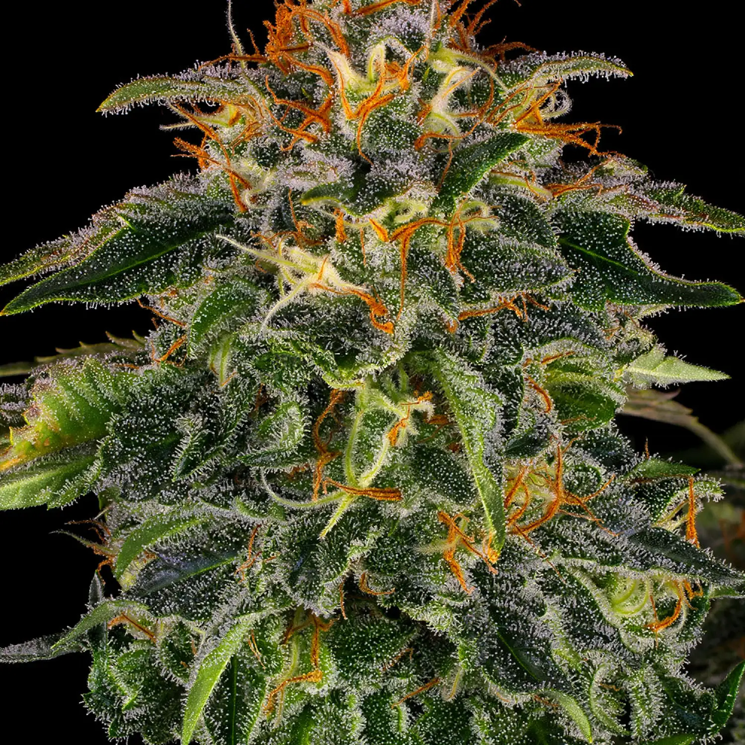 Moby Dick Feminized Seeds - Image 7