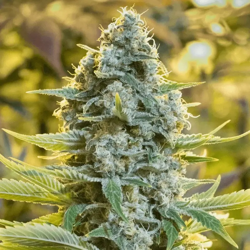 Moby Dick feminized plant with oversized buds, captured in close-up to highlight thick structure and frosty trichomes.