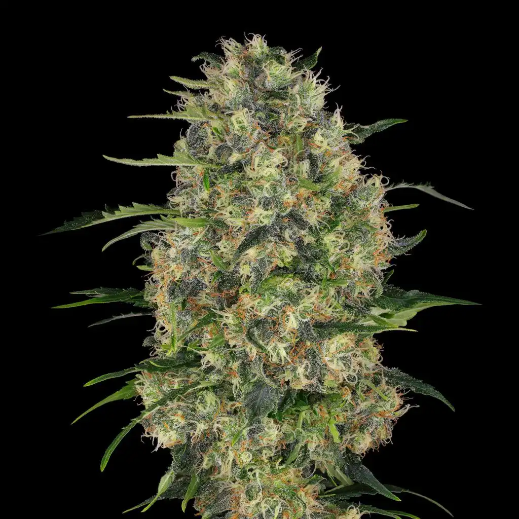 Black Domina feminised cannabis cola showing dense compact bud structure and heavy trichome coverage