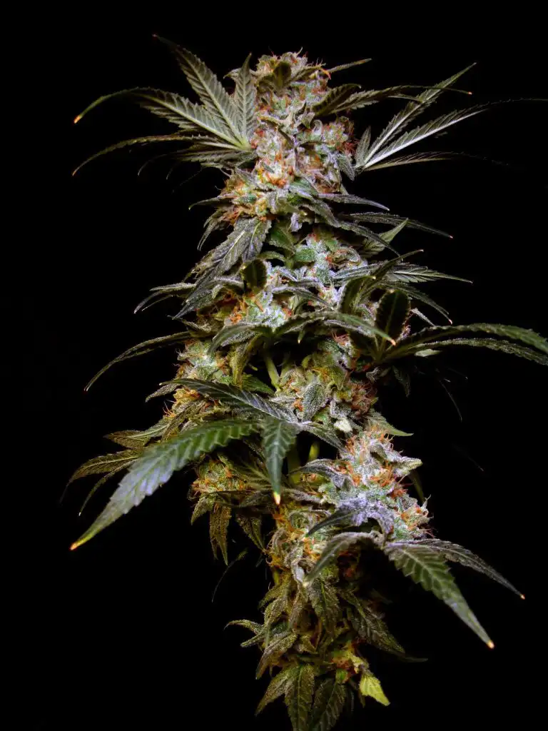 Black Domina feminised cannabis plant in full flower showing stacked cola structure and dense resin production