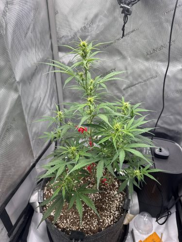 Black Domina Feminized Seeds photo review