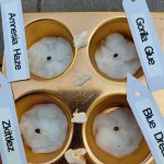 Classic Mix- Feminised cannabis seeds photo review