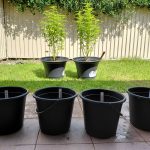 Classic Mix- Feminised cannabis seeds photo review