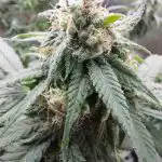 Classic Mix - Feminised cannabis seeds photo review