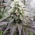 Classic Mix - Feminised cannabis seeds photo review