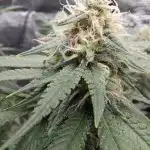 Classic Mix - Feminised cannabis seeds photo review