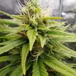 Classic Mix - Feminised cannabis seeds photo review