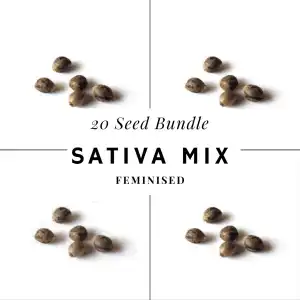 Hi-Vibe Sativa Cannabis Seed Bundle- Feminised