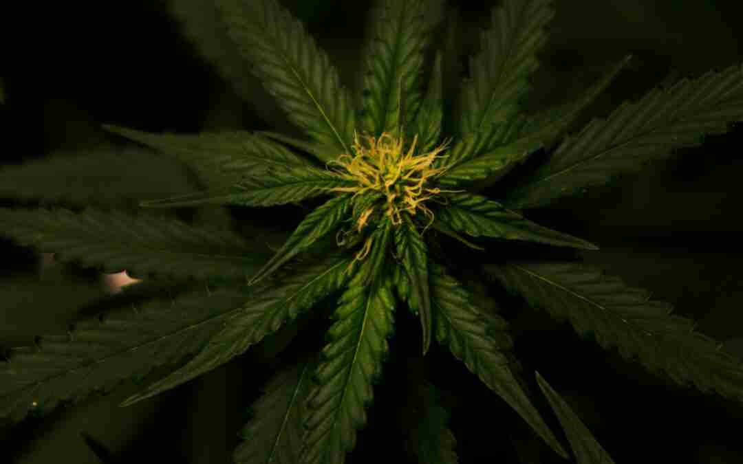 CBD vs THC: Exploring the Therapeutic and Psychoactive Effects