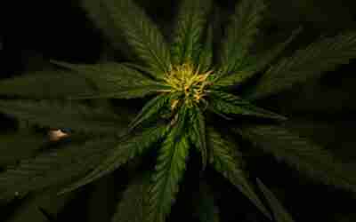 CBD vs THC: Exploring the Therapeutic and Psychoactive Effects