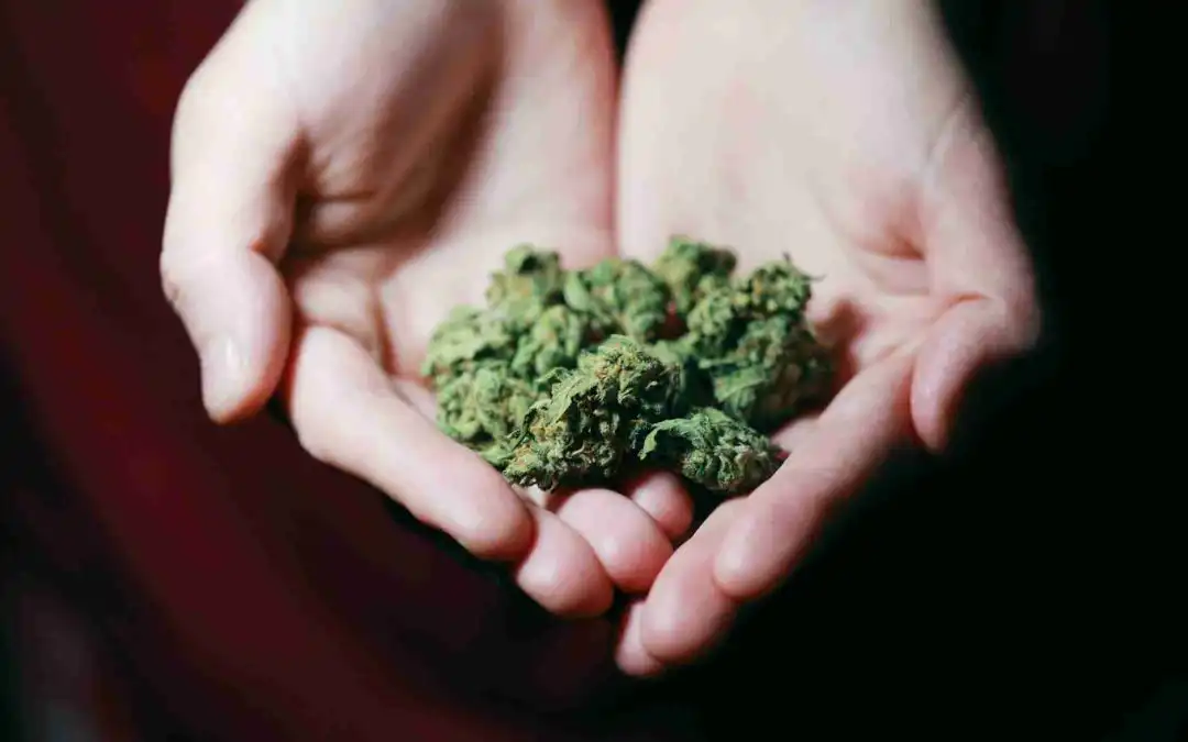 Indica vs Sativa: What’s the Difference?