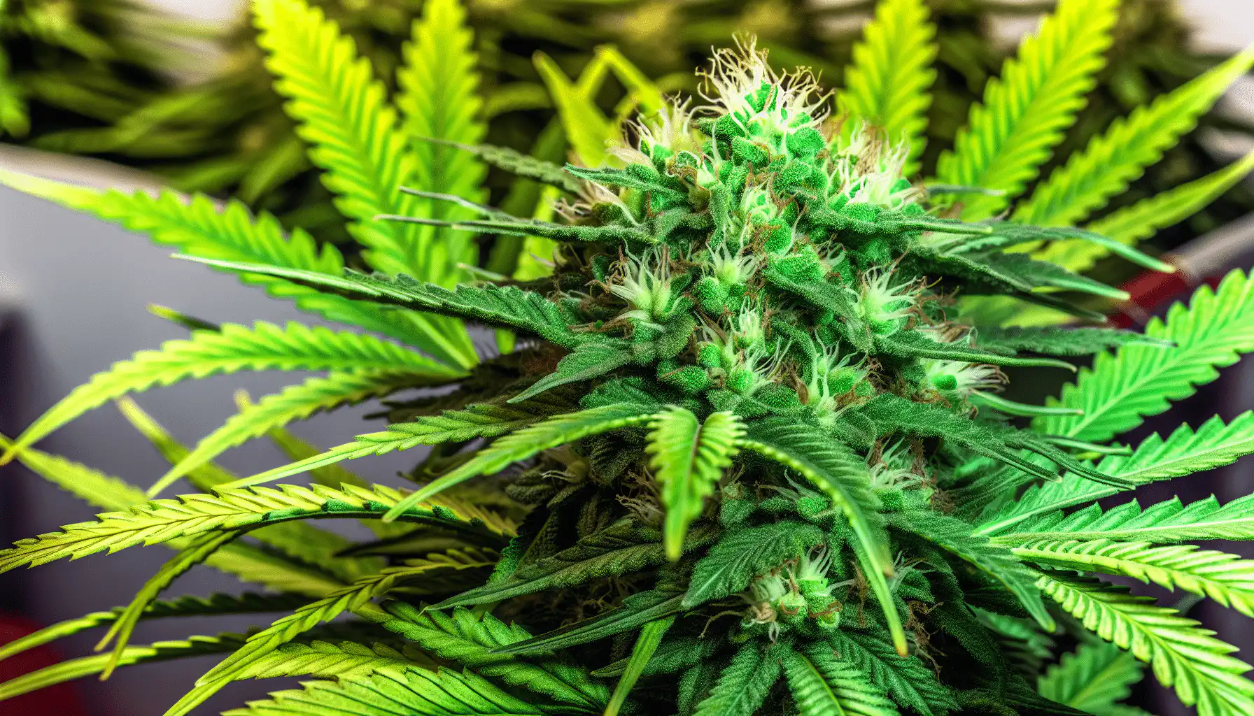 Cannabis plant showing trichomes where terpenes and cannabinoids are produced