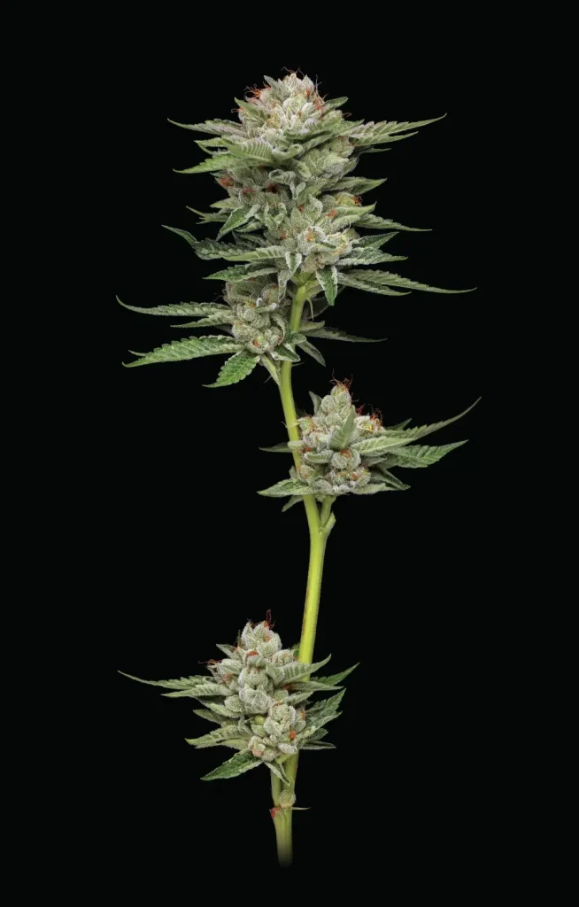 Durban Poison cannabis flower on stem against black background showing frosty sativa buds and orange pistils