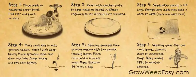Step-by-step paper towel germination setup showing moistened towel, seed placement and folding technique
