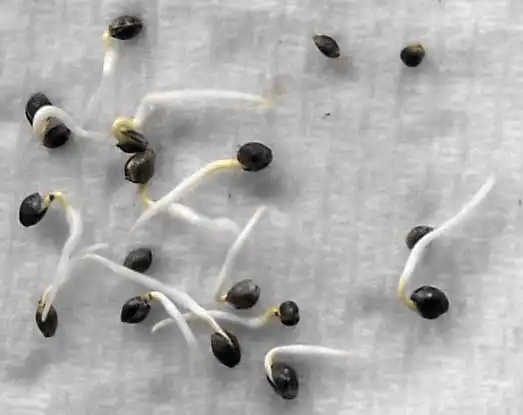 Paper towel divided into labelled sections for germinating multiple cannabis seed varieties simultaneously