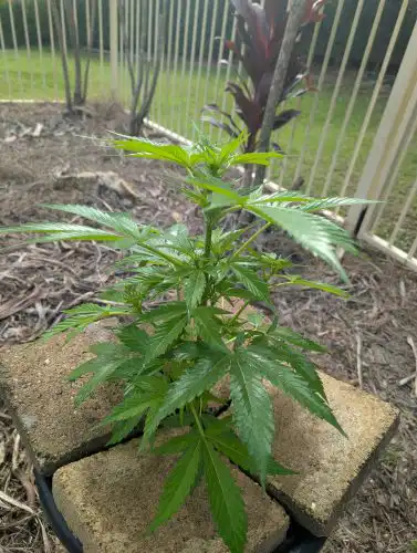 Auto Blue Dream Feminized Seeds photo review