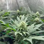 Blue Dream Feminized Seeds photo review