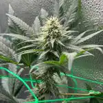 Blue Dream Feminized Seeds photo review