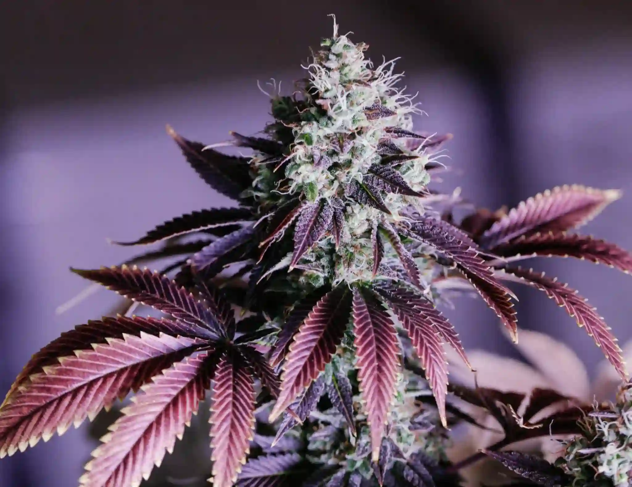 Close-up of Blue Dream feminised strain flowers with thick resin production and sativa-dominant structure