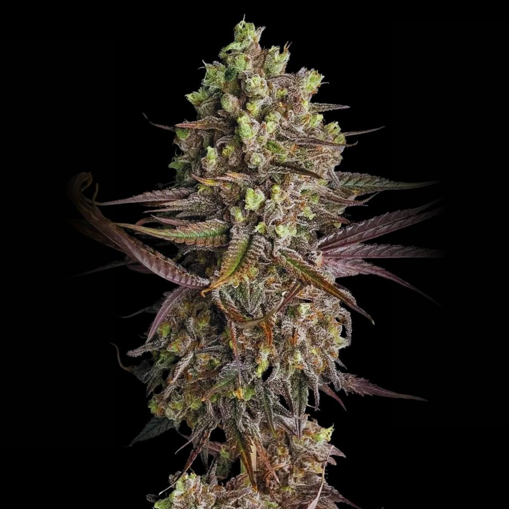 Autoflower Blue Dream cannabis flowers showing dense resin-coated buds and classic blueberry haze characteristics