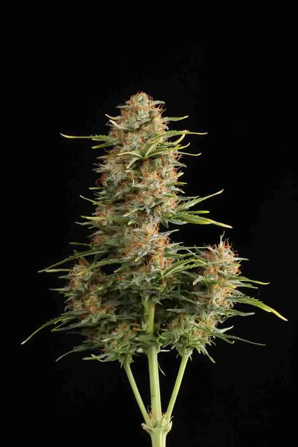 Superskunk auto seeds