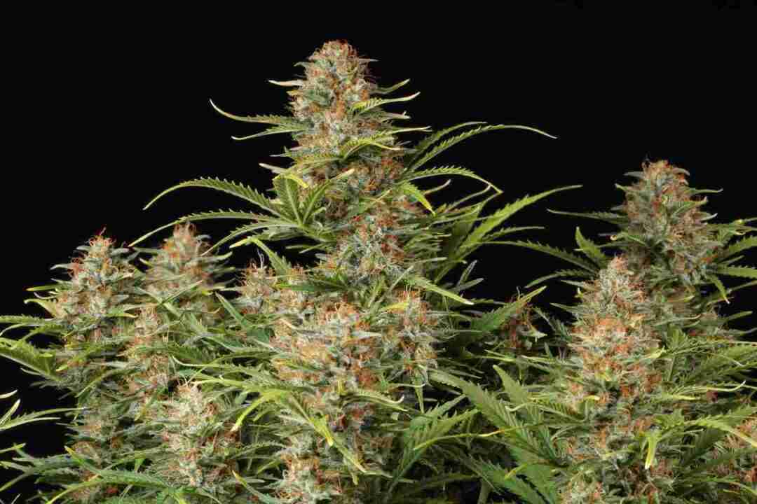 Buy Auto Super skunk seeds Australia | Skunk #1 x Afghani