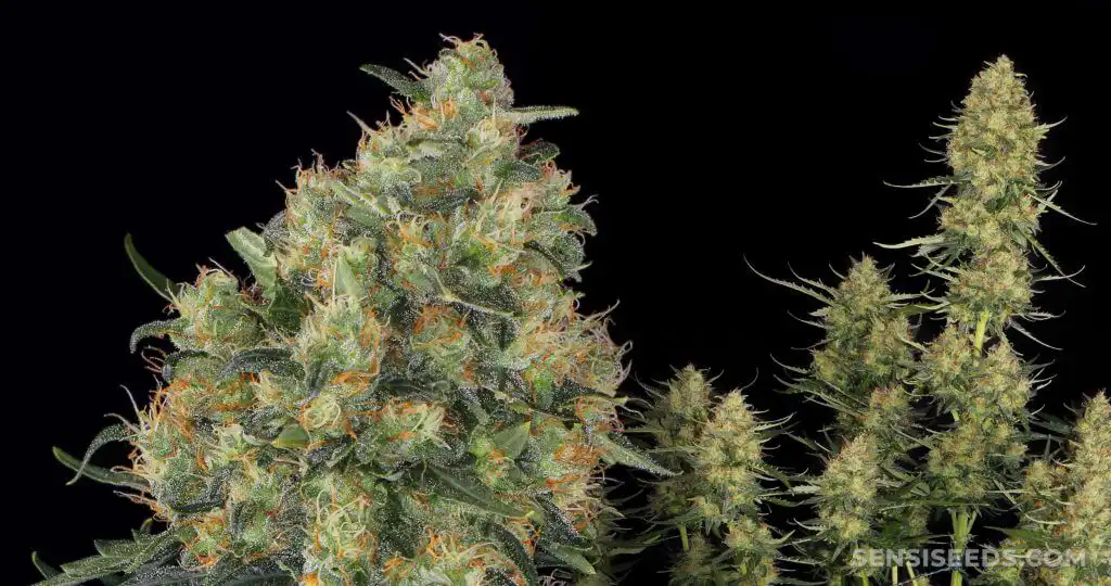 Auto Super Skunk autoflower bud with thick resin and frost-covered flowers in late flower