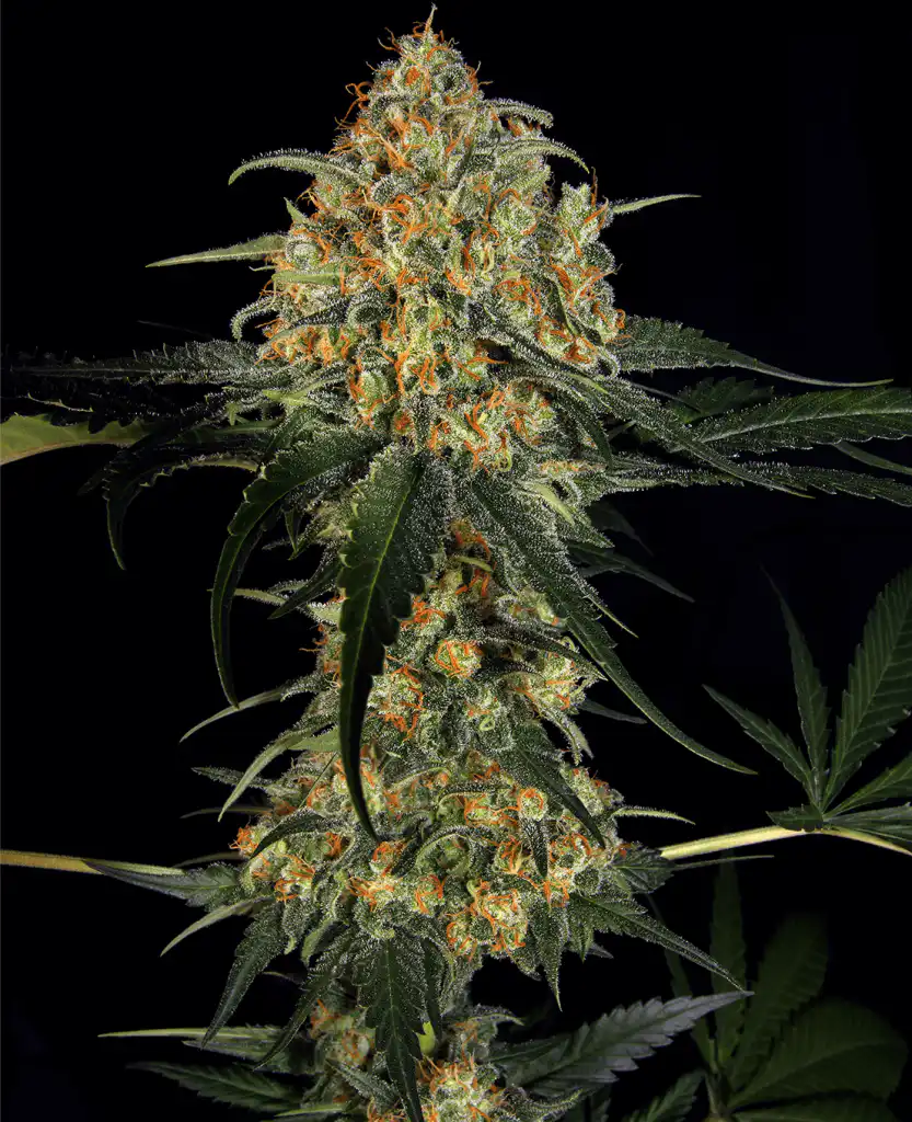 Super Skunk feminised cannabis buds showing heavy trichome coverage and dense indica structure