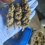 Auto Mimosa Feminized Seeds photo review