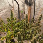 Auto Mimosa Feminized Seeds photo review
