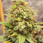 Auto Mimosa Feminized Seeds photo review