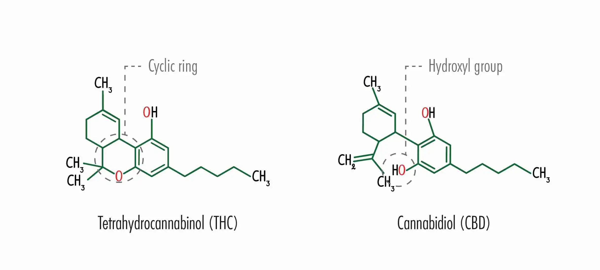 Diagram showing cannabinoid molecules including THC CBD CBG CBC CBN and their interactions within the endocannabinoid system