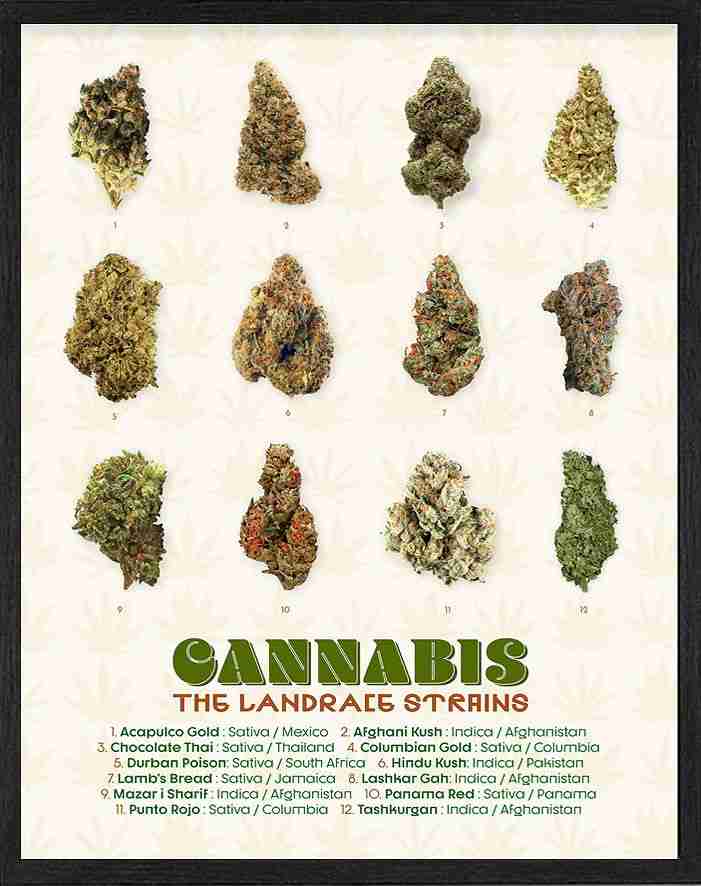 landrace strains