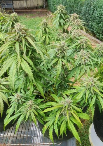 Auto Mimosa Feminized Seeds photo review
