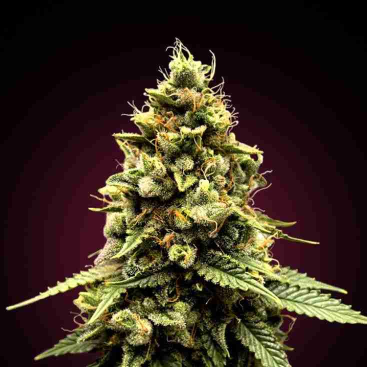 Gorilla Glue auto seeds