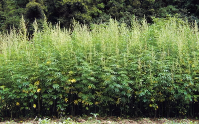 Cannabis in Australia: Laws and future Scenarios