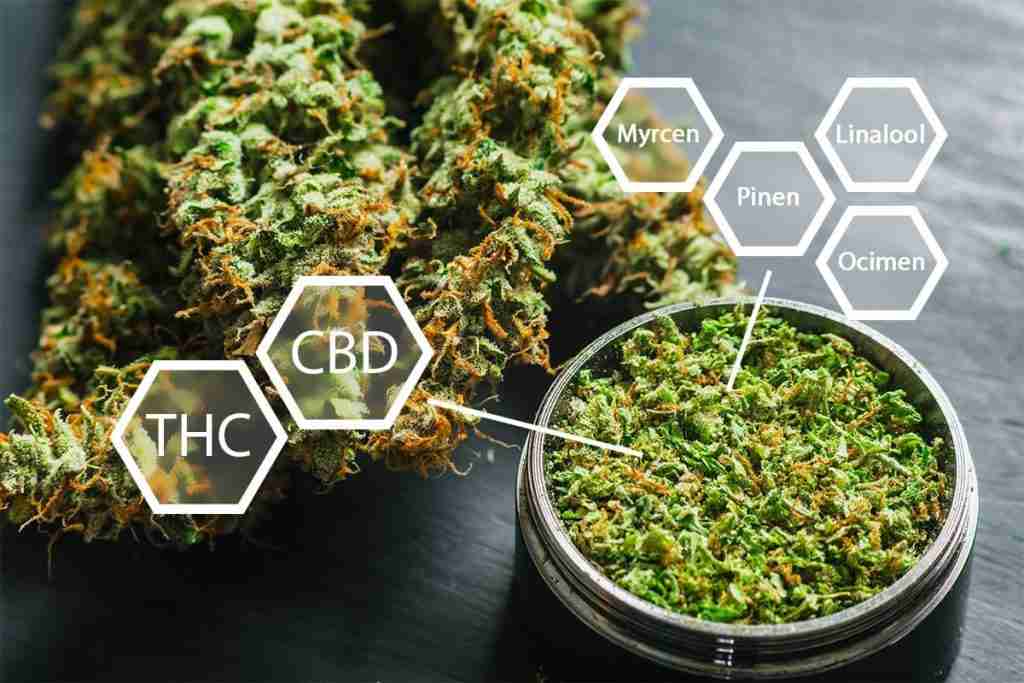 cannabis entourage effect