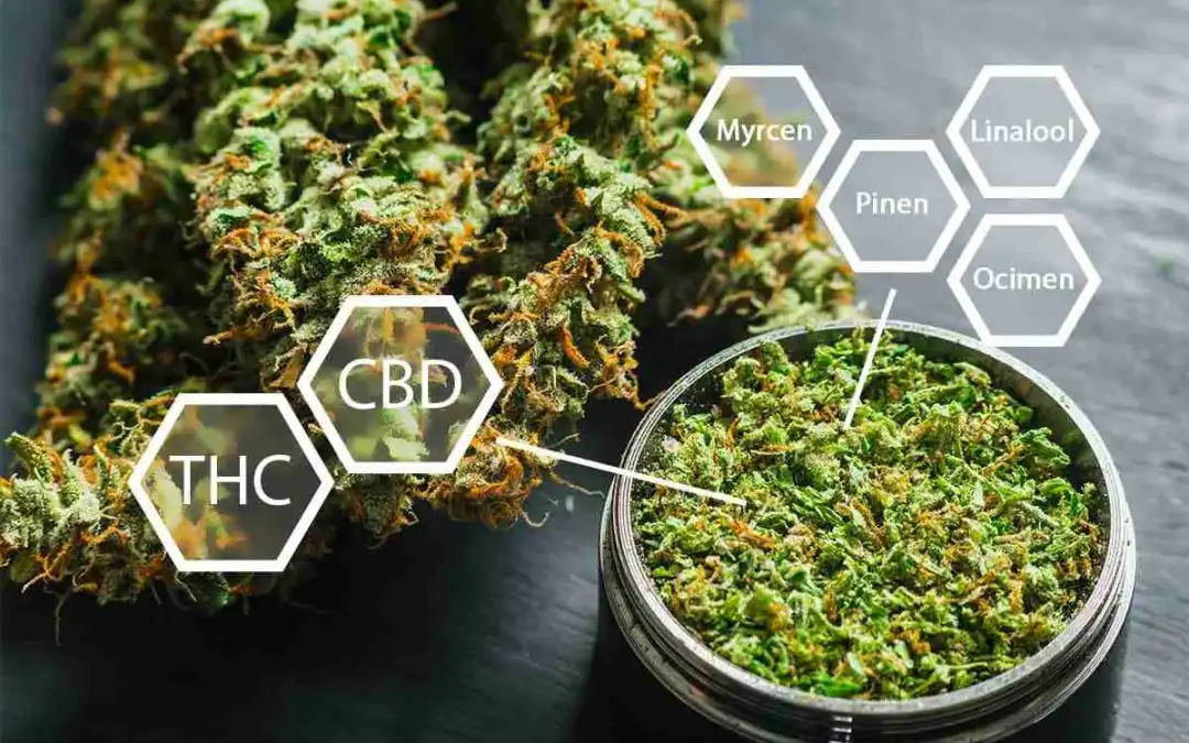 The Cannabis Entourage Effect — Why Terpenes Matter as Much as THC